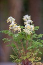 Pale corydalis, Pseudofumaria alba, yellow-white flowers